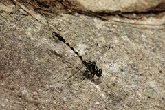 Paragomphus capricornis