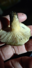 Lactarius