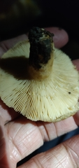 Lactarius