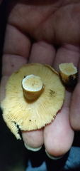 Lactarius