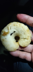 Lactarius