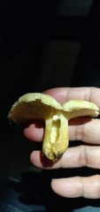 Lactarius