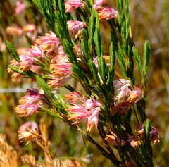 Erica dianthifolia