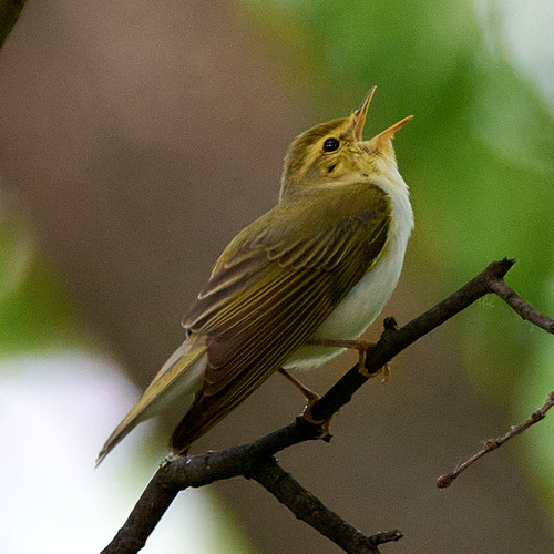 Mosquitero silbador (Phylloscopus sibilatrix)