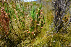 Erica dianthifolia