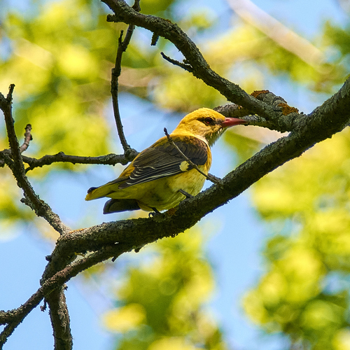 papa-figos (Oriolus oriolus)