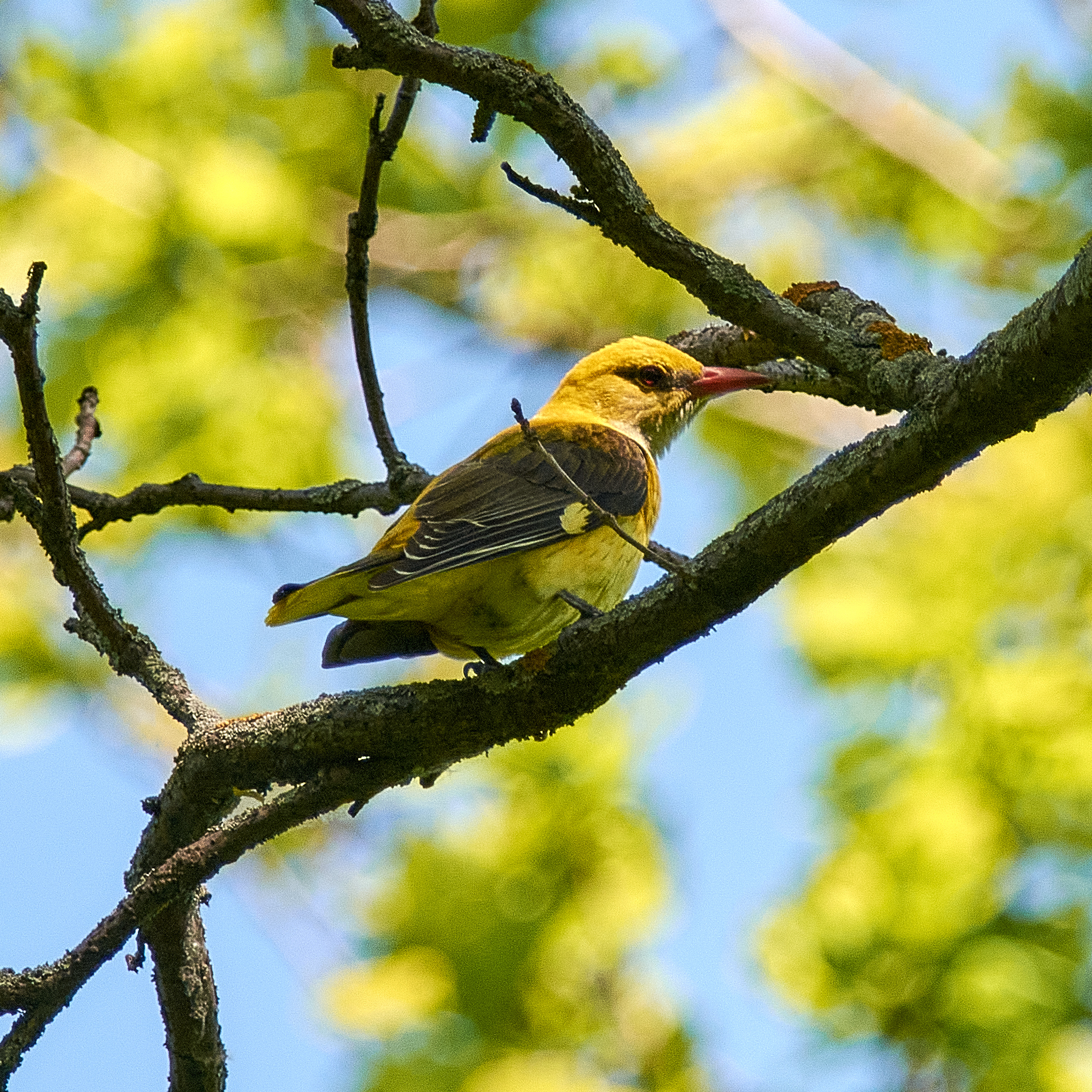 Eurasian Golden Oriole (Oriolus oriolus)