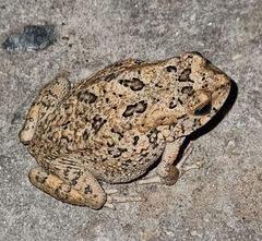 Sclerophrys pusilla