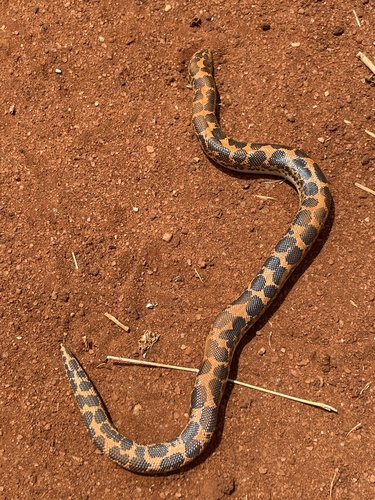 East African Sand Boa