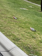 Eolophus roseicapilla