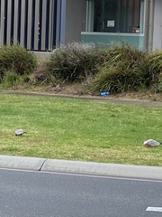 Eolophus roseicapilla