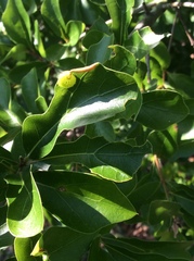 Dryocosmus quercusnotha