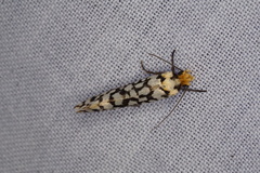 Moerarchis clathrata