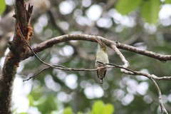 Arachnothera modesta