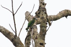 Psilopogon rafflesii