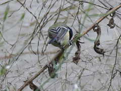Parus major