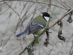 Parus major
