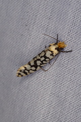 Moerarchis clathrata