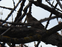 Fringilla coelebs