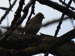 Fringilla coelebs
