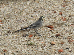 Motacilla alba