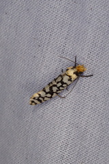 Moerarchis clathrata