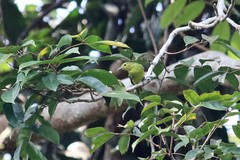 Aegithina viridissima