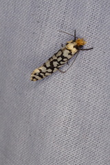 Moerarchis clathrata