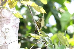 Kurochkinegramma hypogrammicum