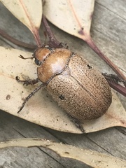 Anoplognathus velutinus