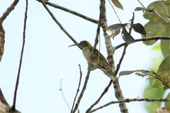 Arachnothera modesta