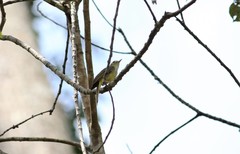 Tricholestes criniger