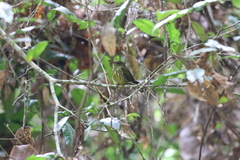 Kurochkinegramma hypogrammicum