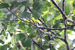 Hemipus hirundinaceus