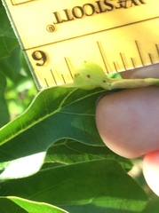 Dryocosmus quercusnotha