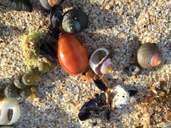 Notocypraea comptonii