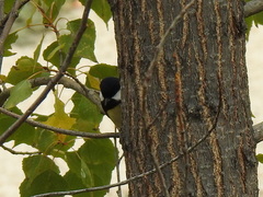 Parus major