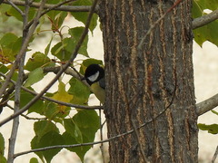 Parus major