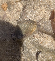 Stomatella impertusa