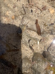 Stomatella impertusa