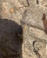 Stomatella impertusa