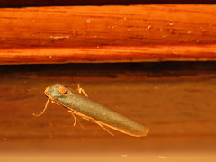 Sozusa scutellata