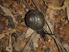Sauroconcha corneovirens