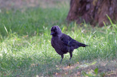 Corvus monedula