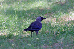 Corvus monedula