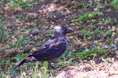 Corvus monedula