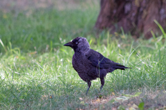 Corvus monedula