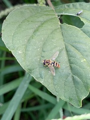 Ischiodon