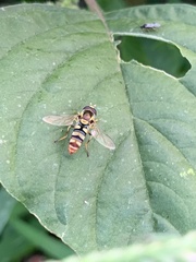 Ischiodon