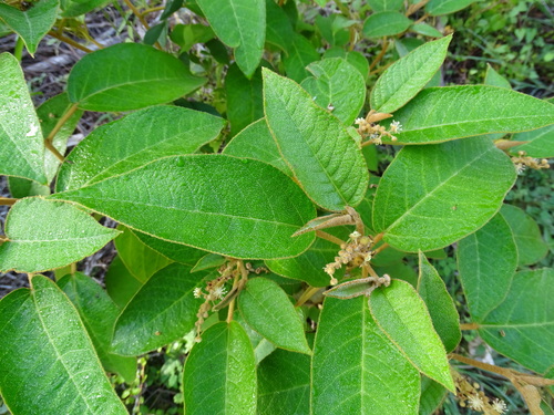 Croton peraeruginosus